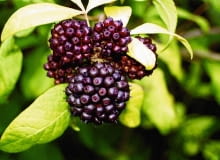 oKOLCOSIL SIEBOLDA ACANTHOPANAX SIEBOLDIANUSFOT. URSZULA BRAUN MLODECKAPUBLIKACJA KWIETNIK NR 1 (133) - 1.2006