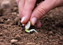 Siew podkiełkowanych nasion przyspiesza rozwój roślin (o ile warunki pogodowe na to pozwolą). Siew podkiełkowanych nasion przyspiesza rozwój roślin (o ile warunki pogodowe na to pozwolą).