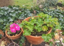 Pelargonie zimowanie Pelargonie zimowanie