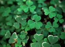 Czterolistna kończyna Czterolistna kończyna