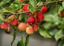 Rajskie jabłka Rajskie jabłka