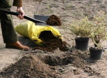 12.10.2005 WARSZAWA BYLINIARNIA SZKOLA GLOWNA GOSPODARSTWA WIEJSKIEGO ( SGGW ) PRACE OGRODOWE PORZADKOWE KROK PO KROKU JESIEN - SADZENIE ROSLIN FOT. WOJCIECH SURDZIEL / AGENCJA GAZETA PUBLIKACJA KWIETNIK NR 3 (159) - 3 2008 SLOWA KLUCZOWE: OGRODNICTWO ROSLINY ZDJĘCIE DO WKŁADKI: PUBLIKACJA KWIETNIK NR 3 (159) - CZASOPISMA