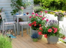 Balkon Rosa Renaissance 'Lea' ( Strauchrose ), starker Duft, ZA1chter Poulsen , Lobelia ( Maennertreu ), Lavendel ( Lavandula ), Sauerkirsche 'Saphir' ( Prunus cerasus ), Pelargonium ( Duftgeranie ), graue Sitzgruppe Moebel : IKEA 61051788, 61051789 SLOWA KLUCZOWE: 000 Balkon Duft Kirsche KrA uter Obstbaum Rosen SITZGRUPPE SITZPLA'TZE Safir Sommer Topf blau draussen msgnp12 pink quer