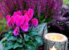 Wystarczy jeden kwitnący cyklamen i już robi się weselej. Niestety, tylko do pierwszych przymrozków... Potem wnosimy roślinę do domu. Wystarczy jeden kwitnący cyklamen i już robi się weselej. Niestety, tylko do pierwszych przymrozków... Potem wnosimy roślinę do domu.