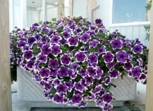 Silnie krzewiąca się petunia długopędowa 'Sanguna Rose Vein' Silnie krzewiąca się petunia długopędowa 'Sanguna Rose Vein'