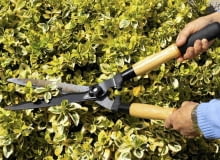 Żywopłot z roślin zimozielonych tniemy w marcu i drugiej połowie lata