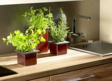 Zioła uprawiane w doniczkach to nie tylko świeże przyprawy (zawsze pod ręką!), ale też efektowna dekoracja kuchni. Żeby dobrze rosły, najlepiej ustawić je w miejscu, do którego jak najdłużej w ciągu dnia docierają promienie słoneczne. 27.01.2008 WARSZAWA