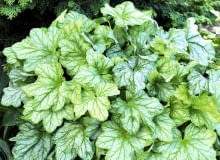 Liście żurawki 'Mint Julep' mają oryginalny odcień zieleni. Bardzo ładnie komponują się np. z iglakami. Liście żurawki 'Mint Julep' mają oryginalny odcień zieleni. Bardzo ładnie komponują się np. z iglakami.