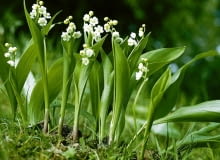 KONWALIA CONVALLARIA MAJALIS KONWALIA CONVALLARIA MAJALIS BYLINA ROSLINA CHRONIONA DZIKOROSNACA WIOSNA FOT. PAWEL SLOMCZYNSKI / AGENCJA GAZETA SLAJD DUZY PUBLIKACJA OGRODY NR 5 (49) - 5.2003 PUBLIKACJA OGRODY NUMER SPECJALNY 1/2006 - TRAWNIK PIEKNY I ZADBANY - 5.2006 PUBLIKACJA OGRODY NR 5 (97) - 5 2007