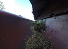 Gałązki, liście, igły, a nawet ptasie pióra i piasek będą powodowały zatory. Jeśli nie usuniemy ich z rynien, system rynnowy nie będzie spełniał swojej roli rynna, oczyszczanie rynien