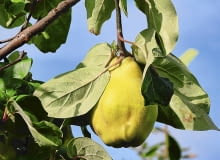 Rdzawe przebarwienia przy gniazdach nasiennych to pierwszy objaw zgnilizny.