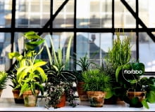 Akcja Zielony Weteran Akcja Zielony Weteran