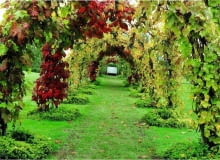 Winorośl japońska Vitis 'Brant', Vitis coignetiae SLOWA KLUCZOWE: Abdeckung Ausblick Aussicht Bank Bepflanzung Bogen BË+gen Gang Gras Herbstzeit H´lle Kletterpflanze Laub Rasen Rebe Sitz Sitzbank Sitzplatz Trauben Tunnel Weg Wege Weinpflanze Weintrauben anpflanzen bepflanzen einpflanzen gebogen gro`-, gr´n herbstlich klettern rot Querformat