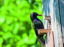 Jeśli chcemy obserwować ptaki na zewnątrz budki, wybierzmy kamerę przemysłową. Najtańsza kosztuje 150-300 zł. Jeśli chcemy obserwować ptaki na zewnątrz budki, wybierzmy kamerę przemysłową. Najtańsza kosztuje 150-300 zł.