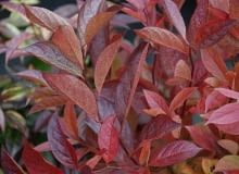 Kiścień wawrzynowaty (Leucothoe walteri 'REINBOW'). Krzewy ozdobne