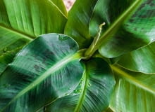 Bananowiec Bananowiec