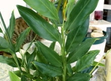 Czerwce, np. miseczniki, wysysają soki z liści, wywołując na nich jasne plamki, widoczne w dolnej części pędu rośliny. Czerwce, np. miseczniki, wysysają soki z liści, wywołując na nich jasne plamki, widoczne w dolnej części pędu rośliny.