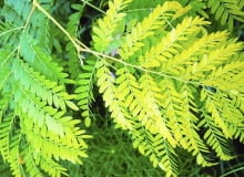 ROSLINY GLEDICZJA ' SUNBURST ' FOT. WOJCIECH PODSTOLSKI PUBLIKACJA OGRODY NR 9 (89) - 9 2006 SLOWA KLUCZOWE: ROSLINY ZDJĘCIE DO WKŁADKI: PUBLIKACJA OGRODY NR 9 (89) - CZASOPISMA