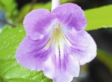 Skretnik pięknie kwitnie, ale trzeba ściśle przestrzegać jego wymagań uprawowych