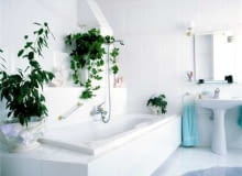 W łazience doskonale czuje się większość roślin doniczkowych. W wilgotnej atmosferze pięknie się rozrastają i kwitną. W łazience doskonale czuje się większość roślin doniczkowych. W wilgotnej atmosferze pięknie się rozrastają i kwitną.