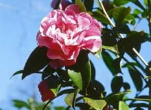 Kamelia - cieszy oko na rabacie i w wazonie. Kwiaty mogą długo stać. KAMELIA OLEJODAJNA CAMELIA OLEIFERA ODMIANA MIESZANCOWA MROZOODPORNA KRZEW LISCIASTY ROSLINA DONICZKOWA LATO