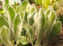 Siwy kolor liści jastrzębca pochodzi od delikatnych włosków pokrywających blaszki. Ta niska roślina rozrasta się dzięki rozłogom.