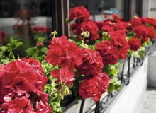 Pelargonia rabatowa (Pelargonium zonale) Pelargonia rabatowa (Pelargonium zonale)