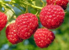 Malina Polana Malina Polana