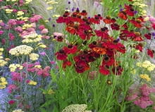 OGROD WIEJSKI ROSLINY KWIATY KRWAWNIK , DZIELZAN , CZOSNKI GLOWKOWE , TRAWY FOT. KATARZYNA BELLINGHAM PUBLIKACJA OGRODY NR 7 (99) - 7 2007 SLOWA KLUCZOWE: ROSLINY OGRODY KWIATY ZDJĘCIE DO WKŁADKI: PUBLIKACJA OGRODY NR 7 (99) - CZASPISMA