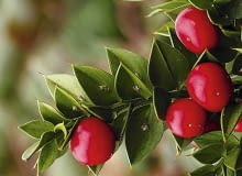 Gałęziaki ruszczyka są często używane w bukieciarstwie.