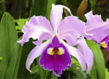 Storczyk Katleja Cattleya orchid (Cattleya trianaei 'B') SLOWA KLUCZOWE: Angiosperm Biologie Blume Blumen Botanik Flora Garten Gartenanlage Gartenbau Natur Orchidee Orchideen Pflanze Winter biologisch blühend botanisch gärtnerisch pink pinkfarben rosa