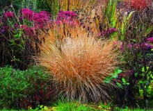 Trawy ozdobne zawsze robią w ogrodzie duże wrażenie OGROD RABATA TRAWA TURZYCA DALLA I ROZCHODNIKIFOT. LILIANNA SOKOLOWSKAPUBLIKACJA KWIETNIK NR 10 (166) - 10 2008PUBLIKACJA CZTERY KATY NR 9 (227) - 9 2010