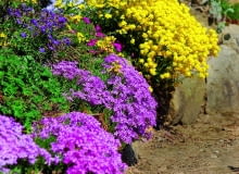 Barwne plamy miniaturowych różowych floksów i żółtej smagliczki będą wspaniałą ozdobą ogrodu. Barwne plamy miniaturowych różowych floksów i żółtej smagliczki będą wspaniałą ozdobą ogrodu.