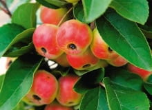 03.09.2009 BRANIEWO , SZKOLKA DRZEW I KRZEWOW OZDOBNYCH - WLASCICIEL LUCJAN GURSZTYN - PREZES ZWIAZKU SZKOLKARZY POLSKICH NZ JABLON OZDOBNA " RED SENTINEL ' , OWOCE SESJA OGRODY DLA CZASOPISMA OGRODY FOT. ARKADIUSZ SCICHOCKI / AGENCJA GAZETA PUBLIKACJA OGRODY NR 9 (137) - 9 2010 SLOWA KLUCZOWE: OGRODNICTWO DRZEWO OWOCE ZDJĘCIE DO WKŁADKI: PUBLIKACJA OGRODY NR 9 (137) - CZASOPISMA