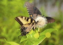 Kwiaty guzikowca są nawet liczniej oblegane przez owady niż rosnące w ich pobliżu budleje. Są więc cennym elementem motylich ogrodów. Na zdjęciu nektar spijają motyle chronionego w Polsce pazia żeglarza. Kwiaty guzikowca są nawet liczniej oblegane przez owady niż rosnące w ich pobliżu budleje. Są więc cennym elementem motylich ogrodów. Na zdjęciu nektar spijają motyle chronionego w Polsce pazia żeglarza.