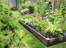 Kwiatowo-warzywną grządkę z cebulą, kardami, kalarepką, słonecznikami okraszono aksamitkami i cyniami. Kwiatowo-warzywną grządkę z cebulą, kardami, kalarepką, słonecznikami okraszono aksamitkami i cyniami.