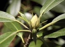 Różaneczniki jesienią potrzebują solidnego odżywienia, by przetrwać zimę i rozkwitnąć wiosną. Jesienią widać ich pąki kwiatowe. Różaneczniki jesienią potrzebują solidnego odżywienia, by przetrwać zimę i rozkwitnąć wiosną. Jesienią widać ich pąki kwiatowe.