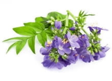 Wielosił nazywany jest potocznie "drabina Jakuba".