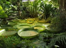 Wiktoria amazońska Wiktoria amazońska