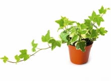 Odmiany bluszczu wyhodowane przez człowieka są wrażliwe na mróz.