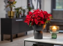 Poinsecja w eleganckiej donicy w kształcie  amfory z upcyklingu Poinsecja w eleganckiej donicy w kształcie  amfory z upcyklingu