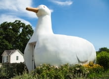 Big Duck - Flanders Big Duck - Flanders