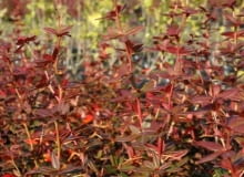 Berberys Juliany (Berberis julianae). Liście berberysu przebarwiają się jesienią na kolor czerwony Berberys Juliany (Berberis julianae). Liście berberysu przebarwiają się jesienią na kolor czerwony