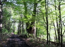 Dąb Sobieskiego Dąb Sobieskiego