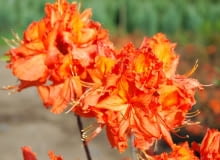 Rhododendron 'Gibraltar', azalia wielkokwiatowa. Krzewy ozdobne Rhododendron 'Gibraltar', azalia wielkokwiatowa. Krzewy ozdobne