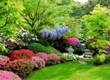 Kleiner Fr´hlingsgarten mit Rasenfl che und bl´henden Ziergeh^lzen mit Rasenkante. An der Gartengrenze: in Kugelform geschnittene rosafarbene Azaleen (Azalea) und Blauregen (Wisteria). Hinten: kleine japanische Steinlaterne. SLOWA KLUCZOWE: asiatischer Garten Azalea Azalee Blauregen bl´hend Bl´te Deutschland Fr´hling Fr´hlingsgarten Garten gartendeko Gartengew sser Garten mit Bl´tengeh^lzen Gartenreportage Gartenreportage Glaser Gartenteich Gew sser Japan Japangarten japanisch Japanischer Garten Kleiner garten Mai Miniteich Rasen Reportage Rhododendron Schrebergarten Steinlaterne trittstein wisteria Ziergarten Ziergeh^lze FocusOnGarden J´rgen Becker Querformat