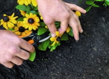 Kwiaty cięte Kwiaty cięte