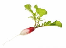 Rzodkiewka dobrze rośnie na pulchnej, wzbogaconej kompostem niezaskorupiającej się glebie Rzodkiewka dobrze rośnie na pulchnej, wzbogaconej kompostem niezaskorupiającej się glebie