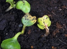 Objawy żerowania pchełek na rzodkiewce. Objawy żerowania pchełek na rzodkiewce.