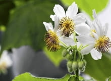 Kwiaty lipki pokojowej rozwijają się wiosną.